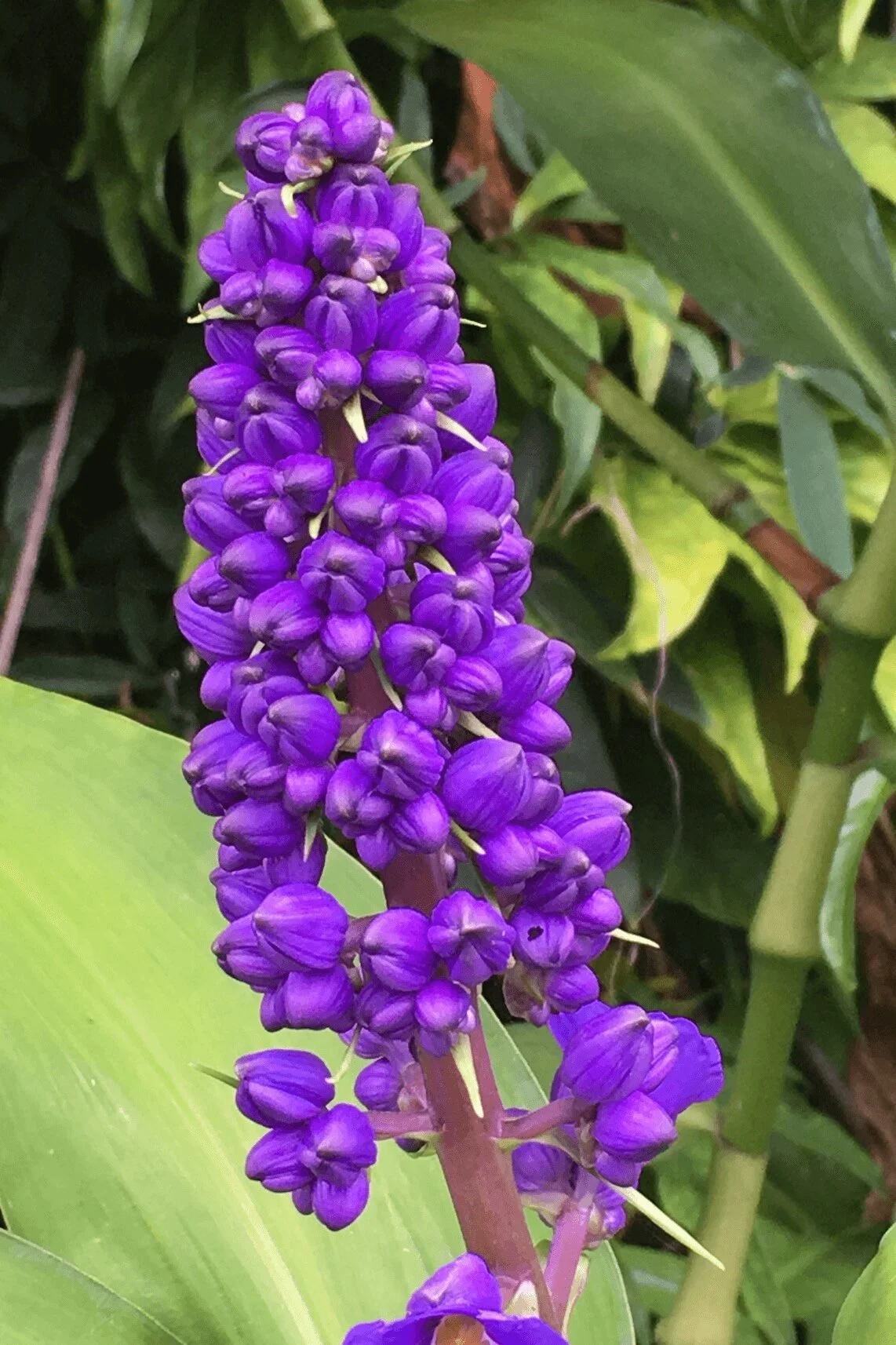 Blue on sale ginger plant